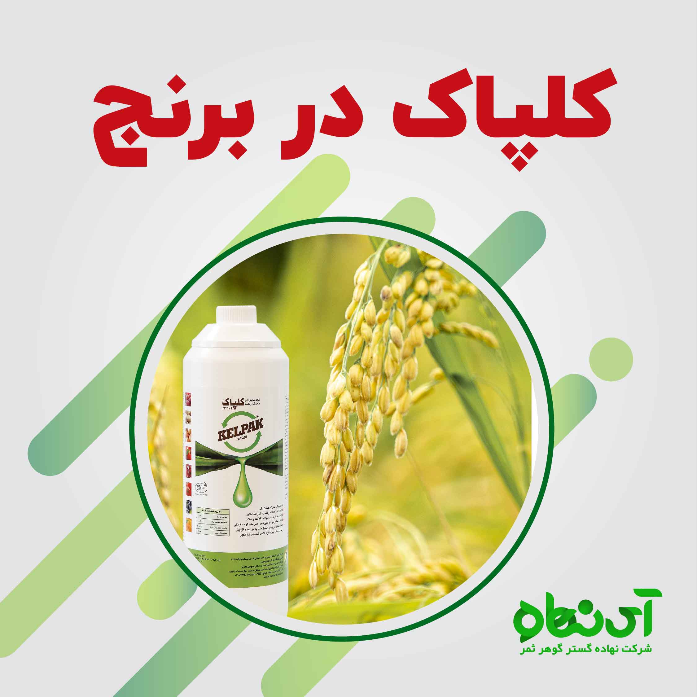 کلپاک در برنج آی نهاده